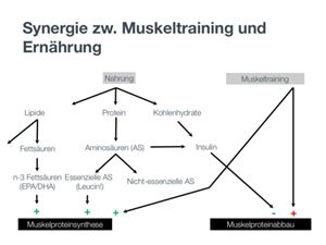 Influence de l'alimentation sur le développement musculaire